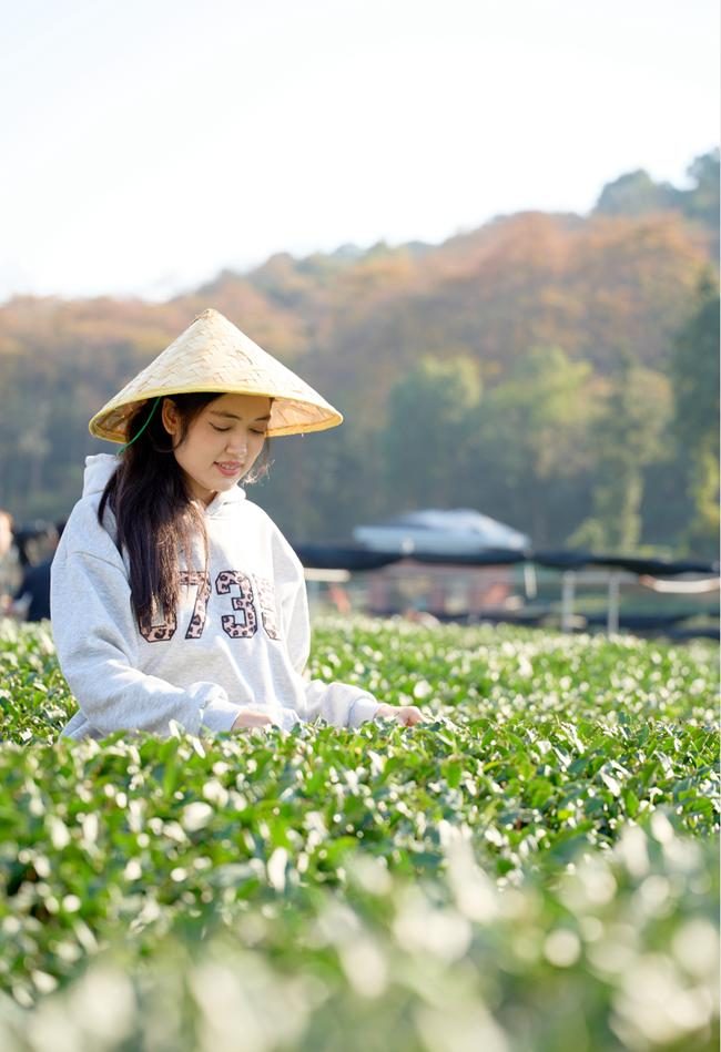 学生戴斗笠在茶园体验采茶，浙阿非遗研学实拍